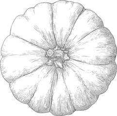 Obraz premium Detailed black and white sketch of a pumpkin viewed from above, vintage style. Vector illustration