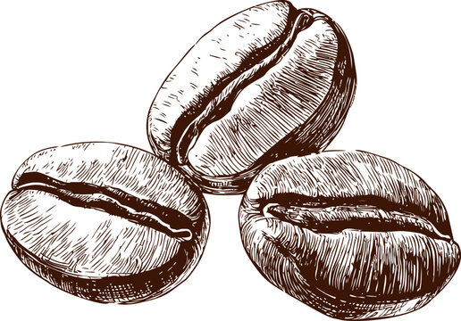 Illustration of three detailed coffee beans in brown and white sketch style. Vector illustration