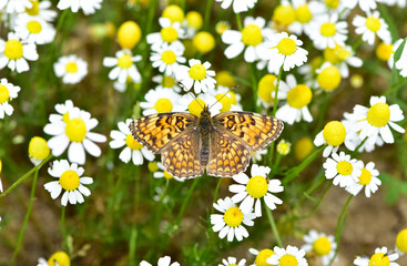 photos of butterflies feeding on flowers