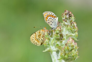 wildlife photos. photos of butterflies in natural areas.