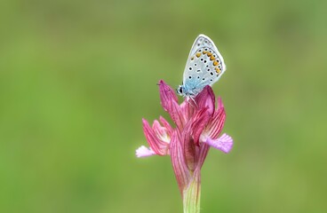 wildlife photos. photos of butterflies in natural areas.
