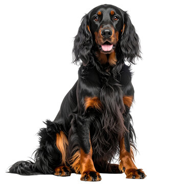 Gordon Setter Sitting Calmly &ndash; Long Coat Details &ndash; Transparent