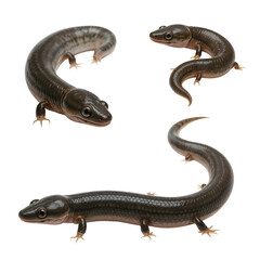 Elegant Salamander Specimens: Striking studio shots of three sleek salamanders, showcasing their unique forms and textures, perfectly preserved in exquisite detail. 