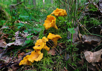 Chanterelle mushrooms in the forest