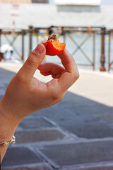 Closeup of a young woman hand holding a partially eaten ripe orange apricot with stone. Sea water...