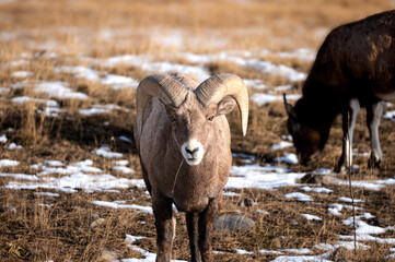 Portrait of a Big Horn Sheep