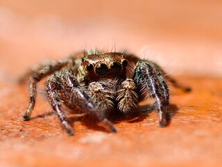 Macro shot of a jumping spider.