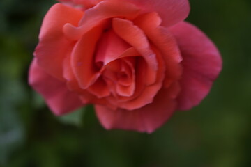 valentine rose