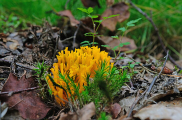 Coral mushrooms in the summer forest