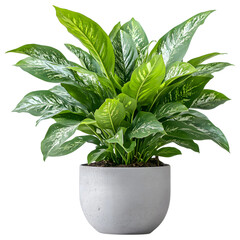 Lush dieffenbachia plant with variegated green and white leaves in a modern concrete pot isolated on transparent background