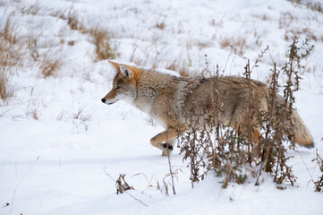 Coyote Hunting in the snow