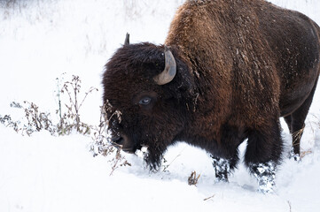 Buffalo in the Snow
