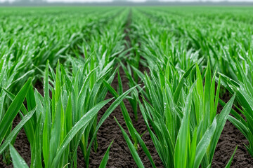 Obraz premium Vast green field under soft light stretches afar