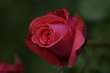 valentine rose