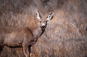 Portrait of a Mule Deer