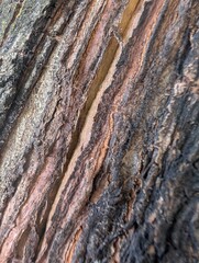 bark of a tree