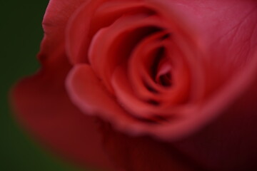 valentine rose