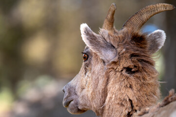 Big Horn Sheep portrait