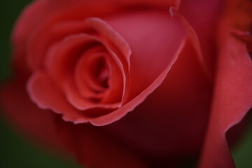 valentine rose