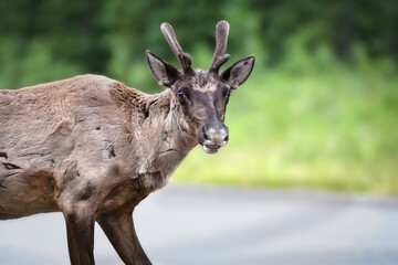 Portrait of a Caribou in canada