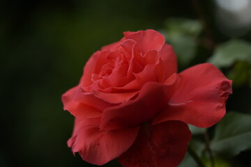 valentine rose
