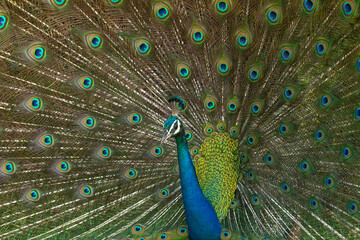 Obraz premium peacock with feathers out