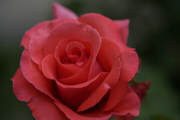 valentine rose