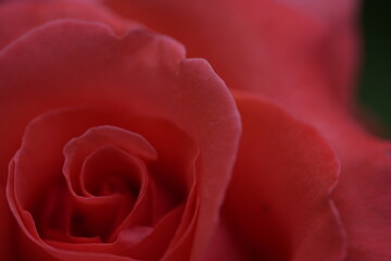 valentine rose