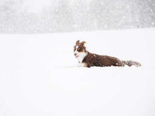 Brown and white dog is laying in the snow