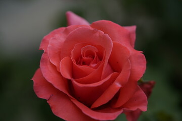 valentine rose