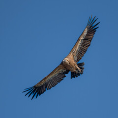 griffon vulture in flight