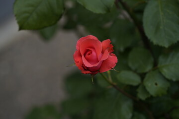 valentine rose