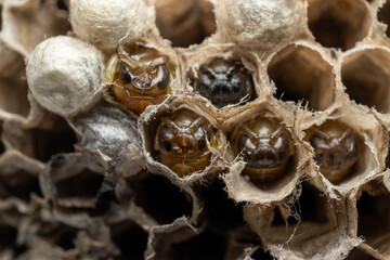 Wasp nest