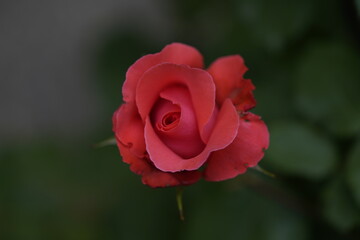 valentine rose