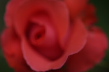 valentine rose