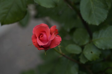 quantum valentine rose on different life  stages