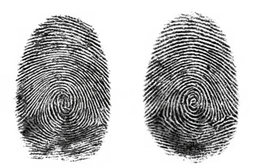 Two black fingerprints with unique swirling patterns isolated on transparent background