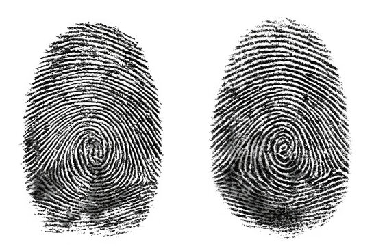 Two black fingerprints with unique swirling patterns isolated on transparent background