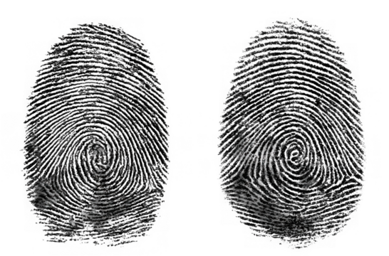 Two black fingerprints with unique swirling patterns isolated on transparent background - Powered by Adobe