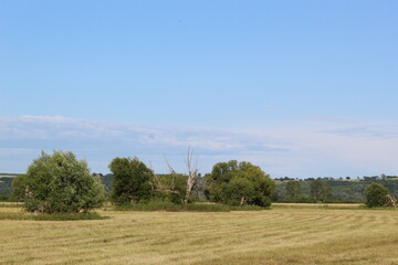landscape with trees and sky