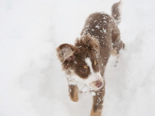 Brown and white dog is playing in the snow