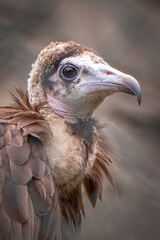 Close Up Portrait of a Vulture with Brown Feathers