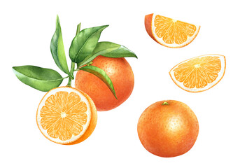 Watercolor illustration of the ripe orange fruits on the branch with green leaves and slices