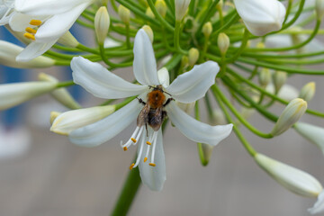 Bumblebee on white agapanthus. A bumblebee with orange fur sits on a white agapanthus flower. The...