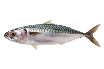 Mackerel fish isolated on transparent or white background, png