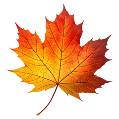 Autumn maple leaves isolated on white background showing colorful fall foliage