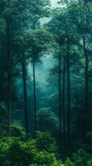 Fototapeta premium Lush Green Forest Scene with Mist and Tall Trees