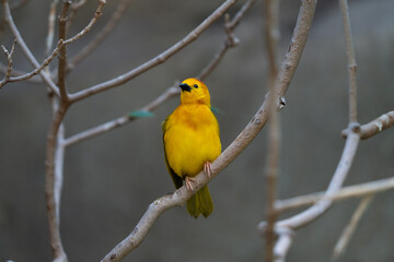 vibrant yellow taveta golden weaver is perched on a tree limb high above on a sunny day