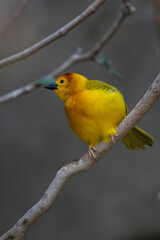 vibrant yellow taveta golden weaver is perched on a tree limb high above on a sunny day