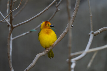 vibrant yellow taveta golden weaver is perched on a tree limb high above on a sunny day